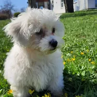 Bichon Frisé