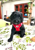 Goldendoodles