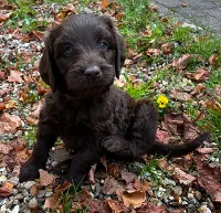 Labradoodle