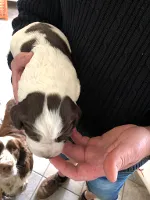FT springerspaniels
