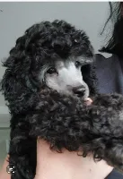 Puddel