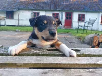 Border Collie