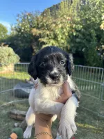 FT springerspaniels