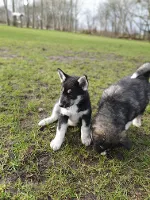 Alaskan Husky