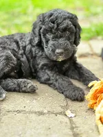 Goldendoodles