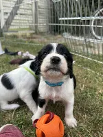FT springerspaniels