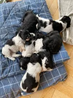 Bichon Havanais