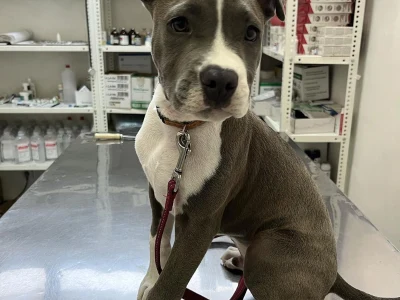 Mogli, den lille amstaff-hvalp