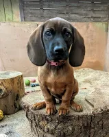 Bayersk bjergschweisshund
