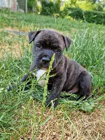 Staffordshire Bull Terrier