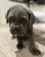 Cane Corso italiano