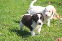 Goldendoodles