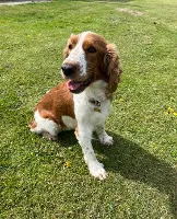 Springer Spaniel