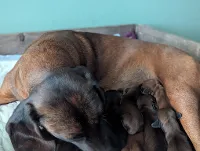 Bayersk bjergschweisshund