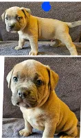 American Bully