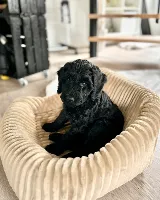 Goldendoodles