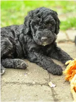 Goldendoodles