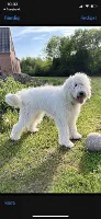 Hvid schweizisk hyrdehund