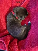 Cane Corso italiano