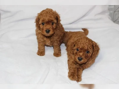 S�de Maltipoo-hvalpe, der er opdr�ttet hjemme.