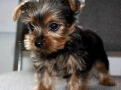 Gode Yorkshire terrier hvalpe