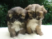 Shih Tzu