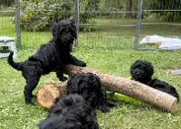 Goldendoodles