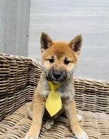 Shiba