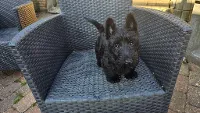 Skotsk terrier