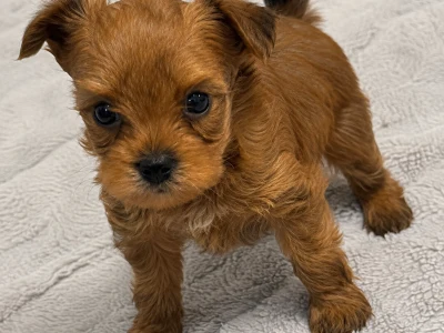 Yorkshire Terrier � 4 s�de hvalpe s�ger k�rlige hjem 🐾❤️