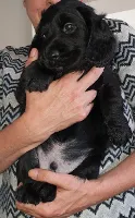 Cocker Spaniel