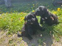 Bichon Havanais