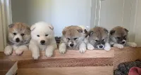 Akita