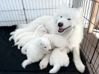 Samojedhund