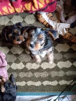 Yorkshire Terrier