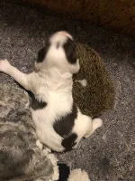 FT springerspaniels