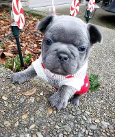 Fransk Bulldog