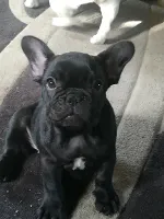 Fransk Bulldog