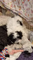 Bichon Havanais