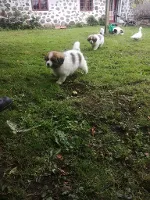Pyreneerhund