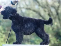 Sort russisk terrier