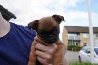 Griffon petite brabancon