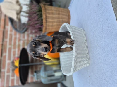 Dv�rggravhunde hvalpe