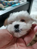 Coton de Tulear - Bomuldshund