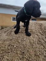Grand Danois (Den danske Hund)
