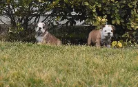 Engelsk Bulldog