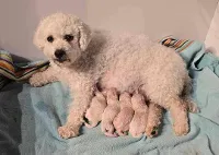 Blandet Race