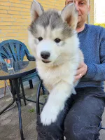 Siberian Husky