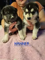 Siberian Husky