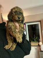 Puddel